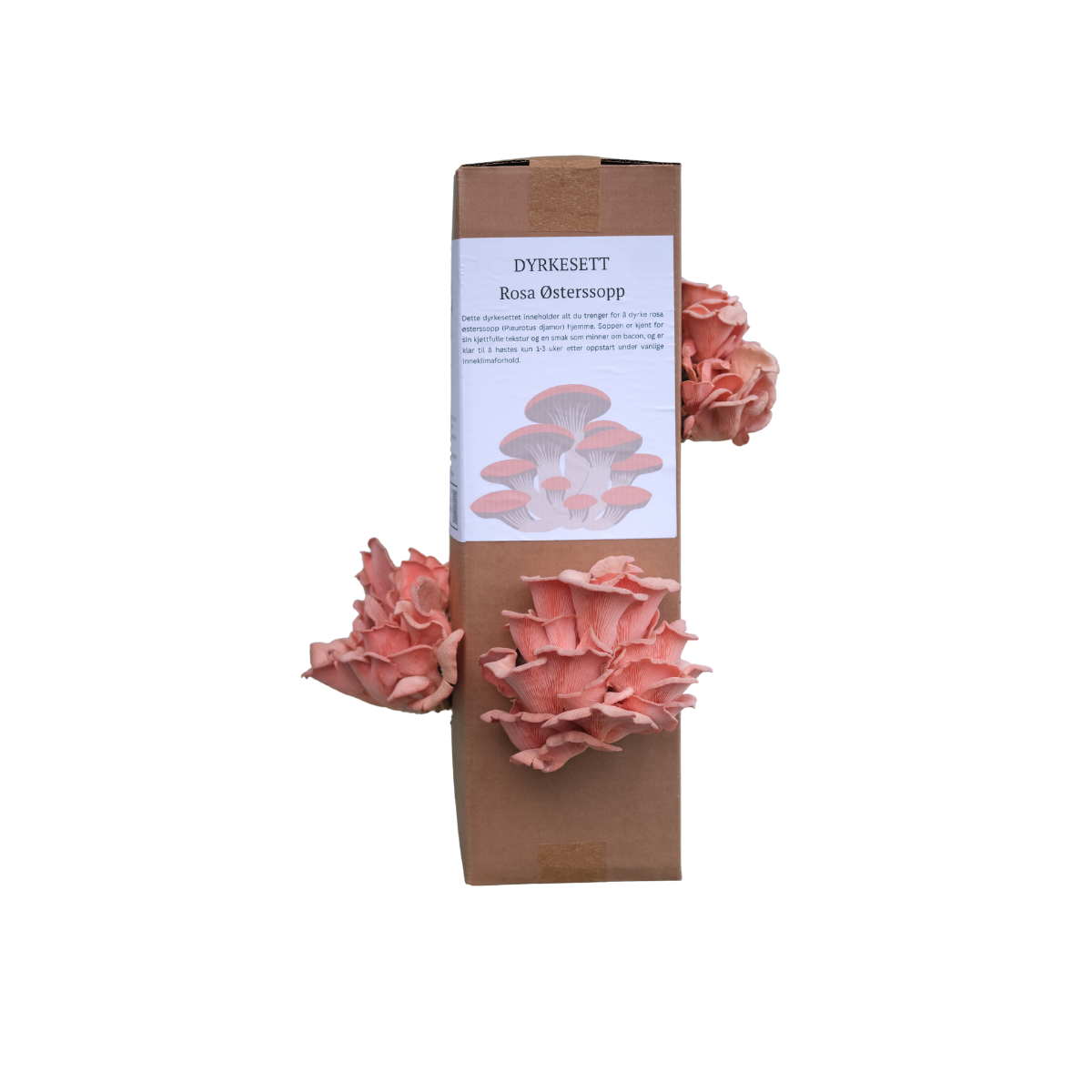 Rosa østerssopp - dyrkesett (kun forhåndsbestilling)