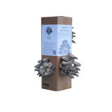 Blågrå østerssopp - dyrkesett