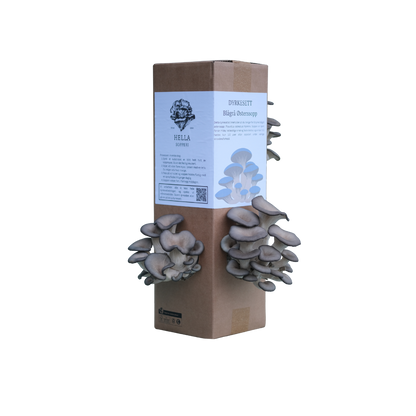 Blågrå østerssopp - dyrkesett