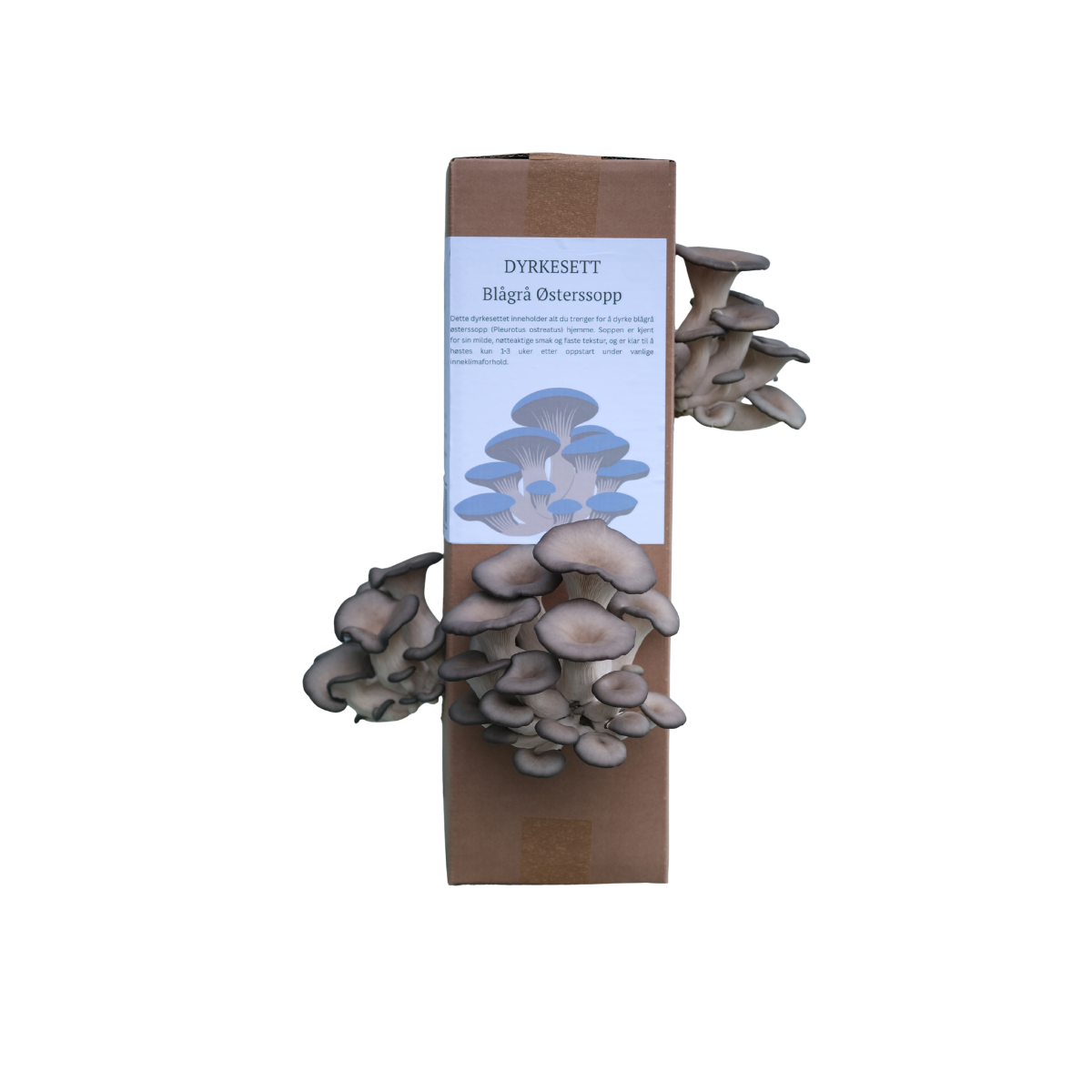 Blågrå østerssopp - dyrkesett