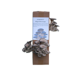 Blågrå østerssopp - dyrkesett