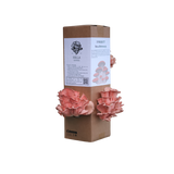 Rosa østerssopp - dyrkesett (kun forhåndsbestilling)